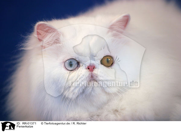 Perserkatze / Persian Cat Portrait / RR-01371