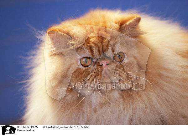 Perserkatze / Persian Cat Portrait / RR-01375