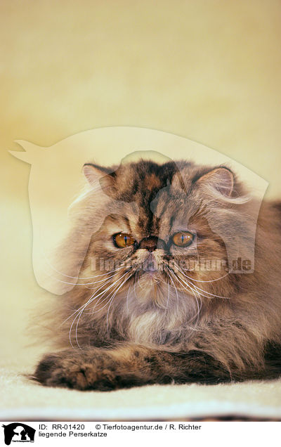 liegende Perserkatze / lying persian cat / RR-01420