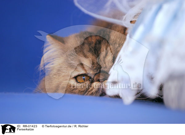 Perserkatze / Persian Cat Portrait / RR-01423
