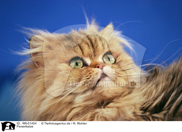 Perserkatze / Persian Cat Portrait / RR-01454