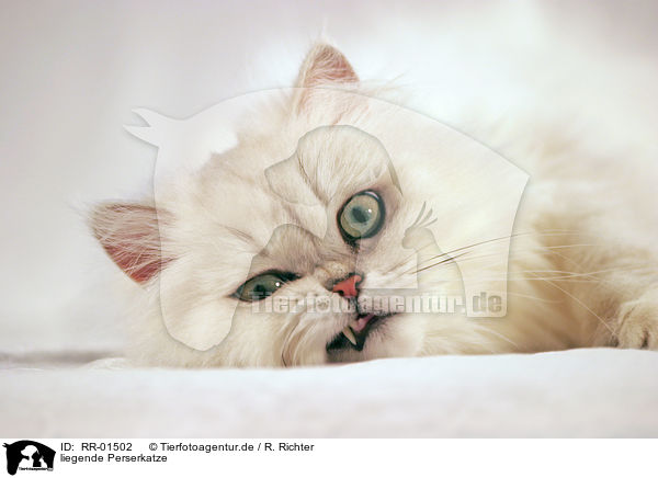 liegende Perserkatze / lying persian cat / RR-01502