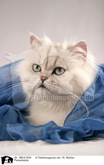 Perserkatze / Persian Cat Portrait / RR-01504
