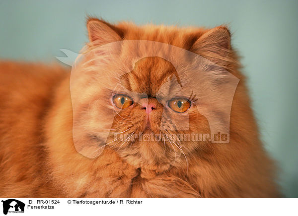 Perserkatze / Persian Cat Portrait / RR-01524