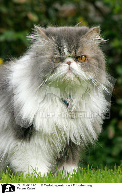 Perser Katze / persian cat / FL-01140