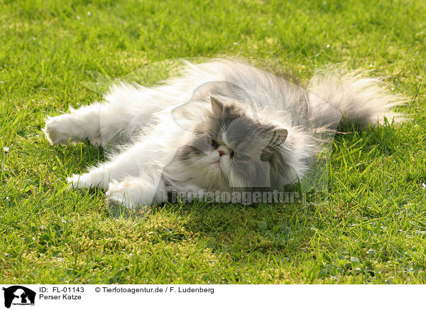 Perser Katze / persian cat / FL-01143
