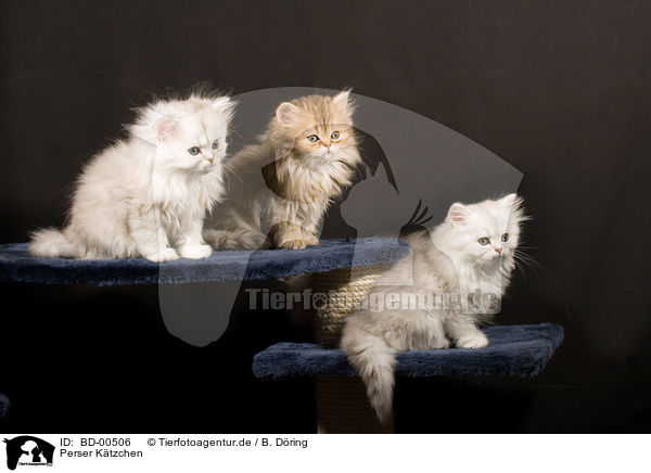 Perser Ktzchen / Persian cat Kitten / BD-00506