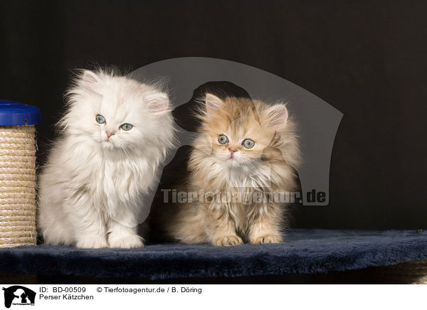 Perser Ktzchen / Persian cat Kitten / BD-00509