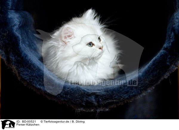 Perser Ktzchen / Persian cat Kitten / BD-00521