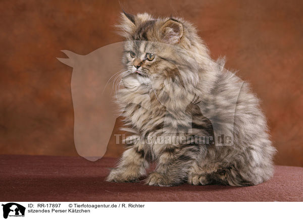 sitzendes Perser Ktzchen / sitting persian kitten / RR-17897