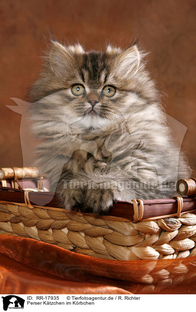 Perser Ktzchen im Krbchen / Persian Kitten in basket / RR-17935