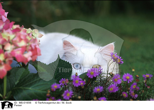 Perser / persian cat / MS-01656