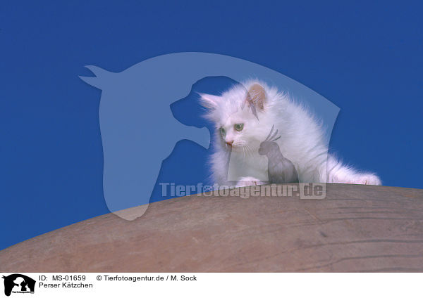 Perser Ktzchen / persian cat kitten / MS-01659