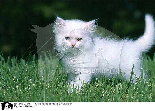 Perser Ktzchen / persian cat kitten / MS-01661