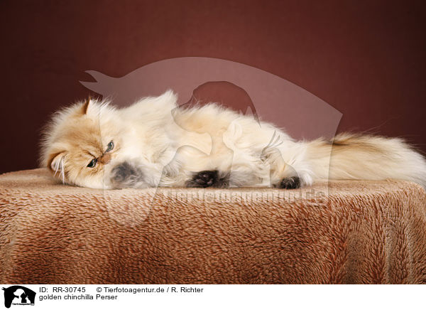 golden chinchilla Perser / persian cat / RR-30745