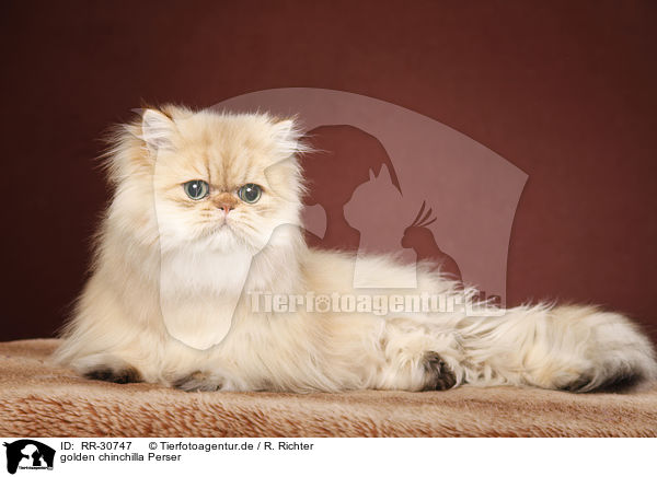 golden chinchilla Perser / persian cat / RR-30747