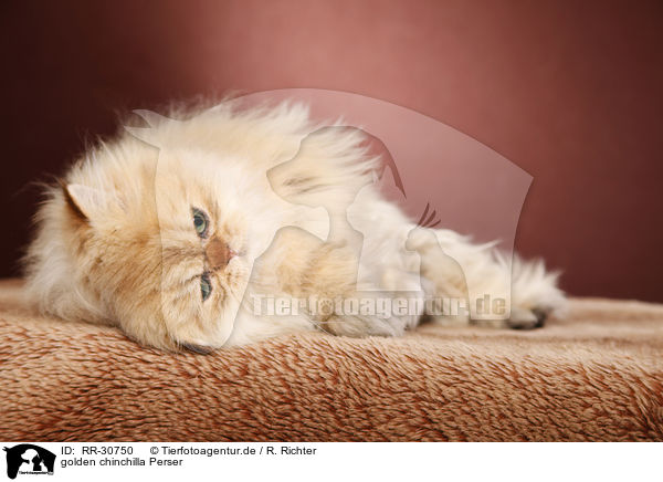 golden chinchilla Perser / persian cat / RR-30750