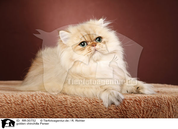 golden chinchilla Perser / persian cat / RR-30752