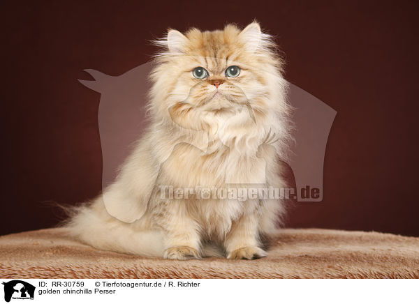 golden chinchilla Perser / persian cat / RR-30759