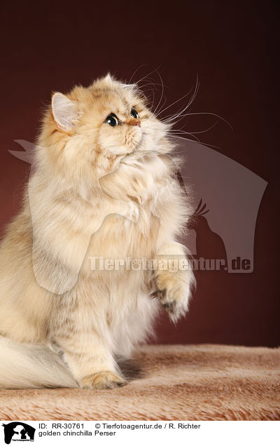 golden chinchilla Perser / persian cat / RR-30761