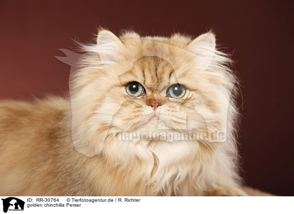golden chinchilla Perser / persian cat / RR-30764