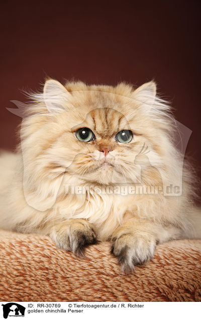 golden chinchilla Perser / persian cat / RR-30769