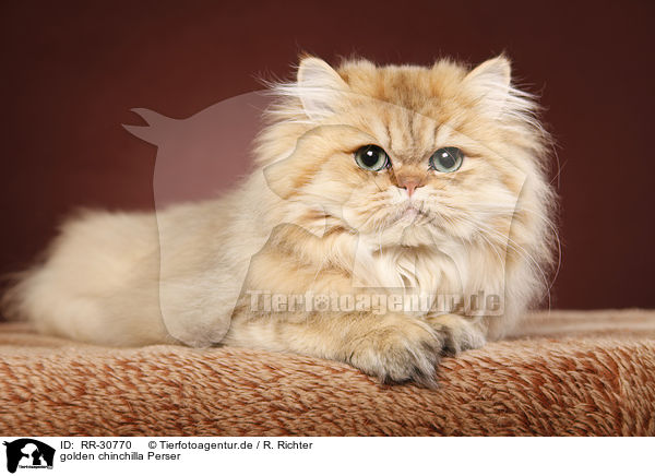 golden chinchilla Perser / persian cat / RR-30770