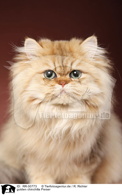 golden chinchilla Perser / persian cat / RR-30773