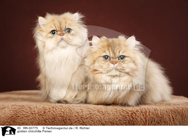 golden chinchilla Perser / persian cat / RR-30775