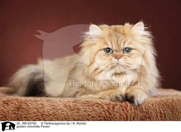 golden chinchilla Perser / persian cat / RR-30785