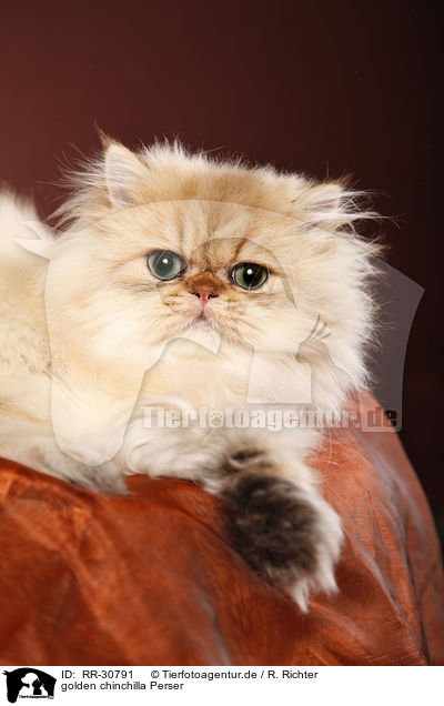 golden chinchilla Perser / persian cat / RR-30791