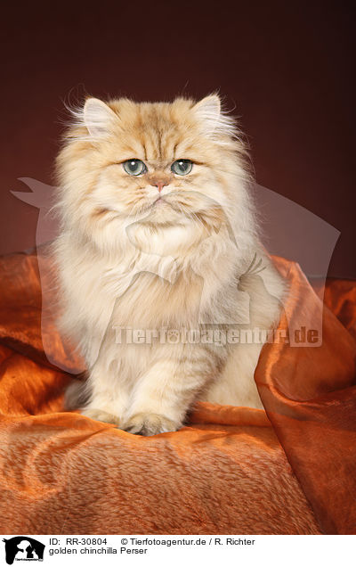 golden chinchilla Perser / persian cat / RR-30804