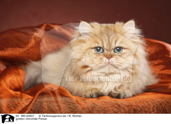 golden chinchilla Perser / persian cat / RR-30807