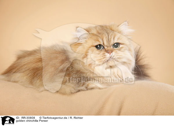 golden chinchilla Perser / persian cat / RR-30808
