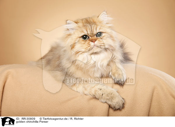 golden chinchilla Perser / persian cat / RR-30809
