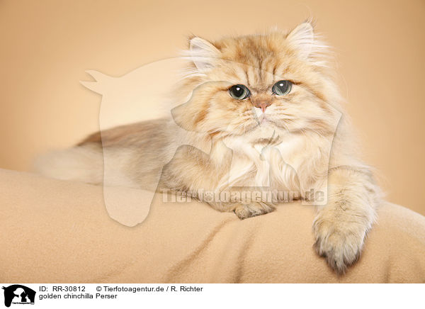 golden chinchilla Perser / persian cat / RR-30812