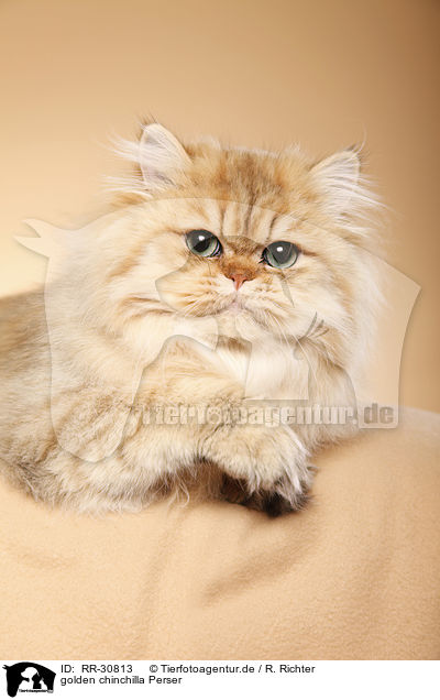 golden chinchilla Perser / persian cat / RR-30813