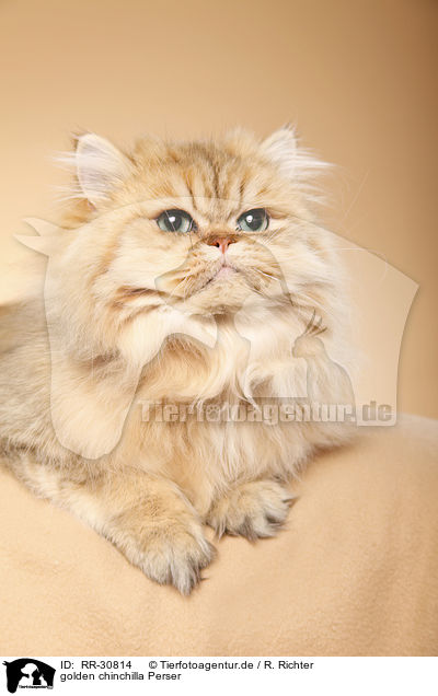 golden chinchilla Perser / persian cat / RR-30814