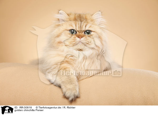 golden chinchilla Perser / persian cat / RR-30818