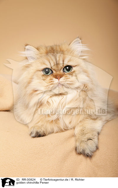 golden chinchilla Perser / persian cat / RR-30824