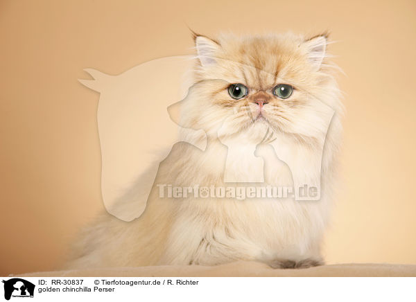 golden chinchilla Perser / persian cat / RR-30837