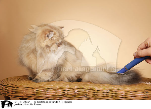 golden chinchilla Perser / persian cat / RR-30854