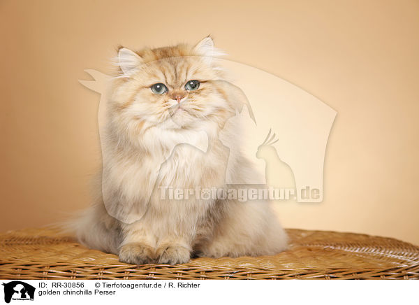 golden chinchilla Perser / persian cat / RR-30856