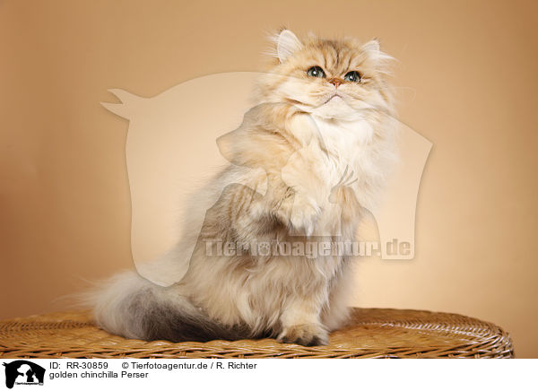 golden chinchilla Perser / persian cat / RR-30859