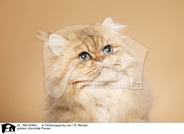 golden chinchilla Perser / persian cat / RR-30860