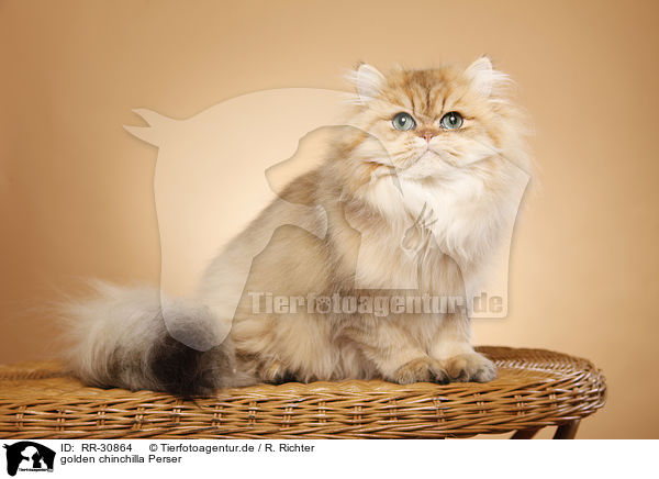 golden chinchilla Perser / persian cat / RR-30864