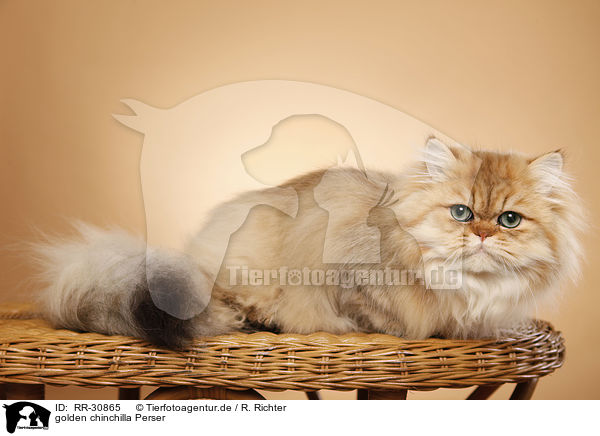 golden chinchilla Perser / persian cat / RR-30865