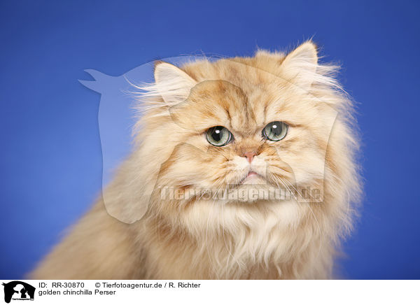 golden chinchilla Perser / persian cat / RR-30870
