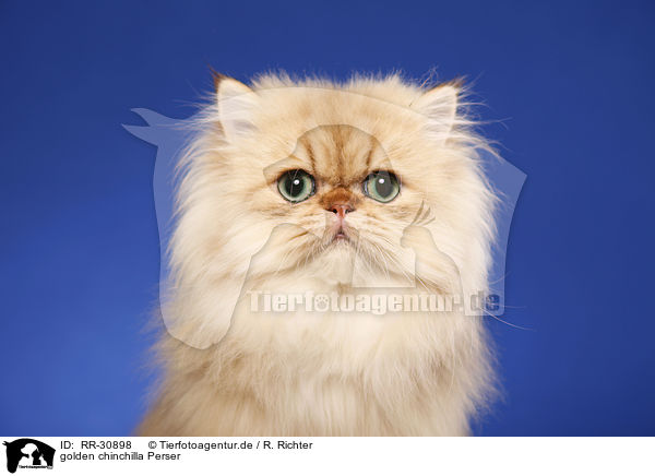 golden chinchilla Perser / persian cat / RR-30898