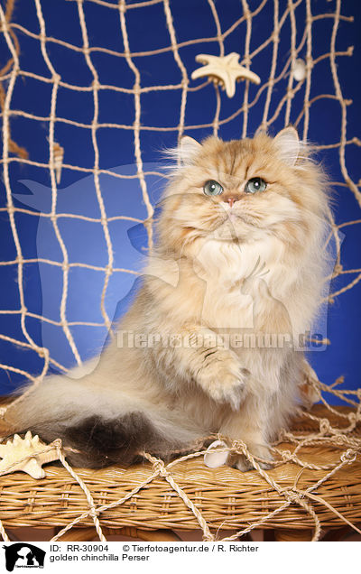 golden chinchilla Perser / persian cat / RR-30904